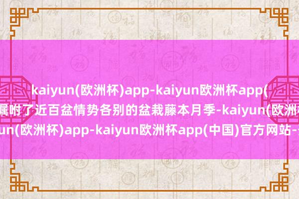 kaiyun(欧洲杯)app-kaiyun欧洲杯app(中国)官方网站-登录入口嘱咐了近百盆情势各别的盆栽藤本月季-kaiyun(欧洲杯)app-kaiyun欧洲杯app(中国)官方网站-登录入口